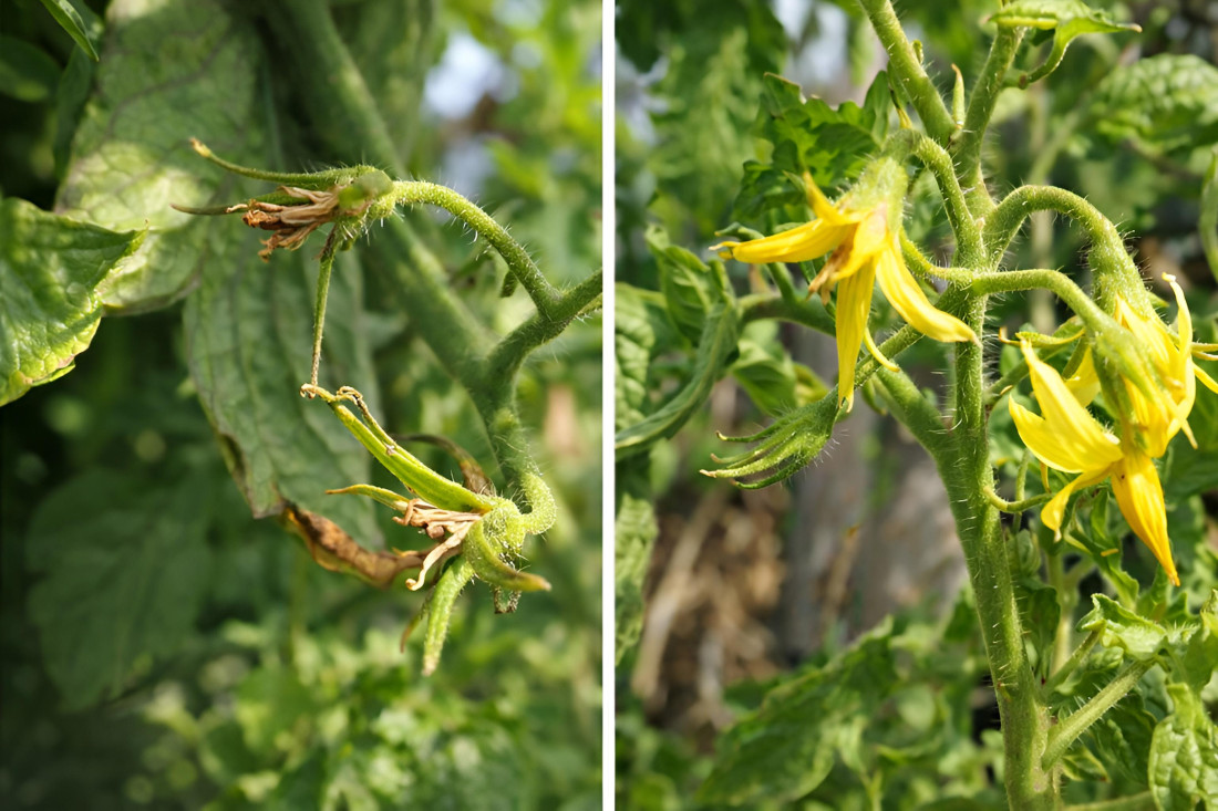 Cuajado del Tomate ¿Por qué se caen las flores?