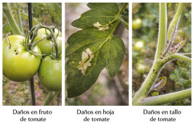 Polilla del Tomate. Control de Tuta Absoluta
