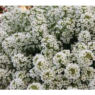 Compra LOBULARIA NORTH FACE WHITE PELICULADA (1000 Semillas). en la tienda online Fito Agrícola