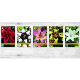 Compra LILIUM ASIÁTICO Cofre (100 Unid.) en la tienda online Fito Agrícola