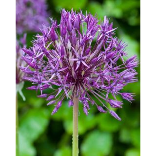 Compra ALLIUM PURPLE RAIN (100 Unid.). en la tienda online Fito Agrícola