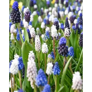 Compra MUSCARI MIX (100 Unid.). en la tienda online Fito Agrícola