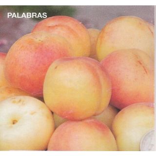 Compra ALBARICOQUERO PALABRAS en la tienda online Fito Agrícola