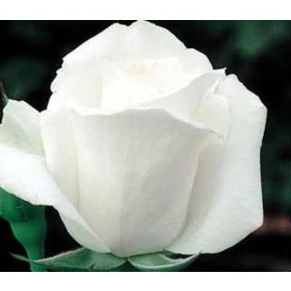 Compra ROSAL ALBA GARCIA ® - Festro en la tienda online Fito Agrícola