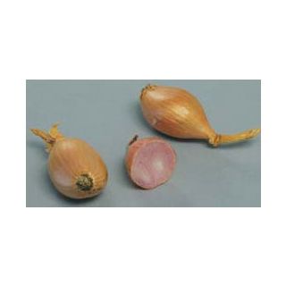 Compra CHALOTA DE SIEMBRA JERMOR 15/35 (500 gr.) en la tienda online Fito Agrícola