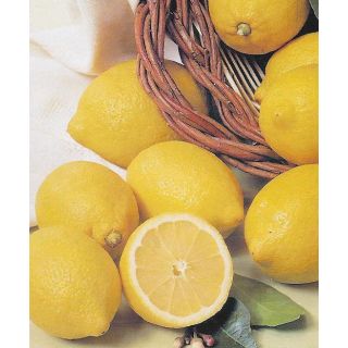 Compra LIMONERO EUREKA - 25 en la tienda online Fito Agrícola