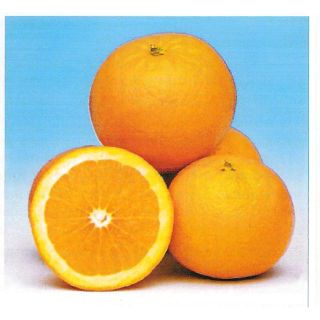 Compra NARANJO SALUSTIANO - 25 en la tienda online Fito Agrícola