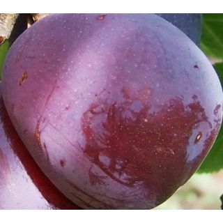 Compra CIRUELO METHLEY en la tienda online Fito Agrícola