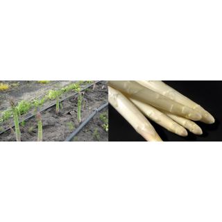 Compra ESPÁRRAGO PLACOSESP (150 garras) en la tienda online Fito Agrícola