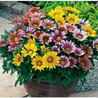 Compra GAZANIA KISS MIX (240 Plantas). en la tienda online Fito Agrícola