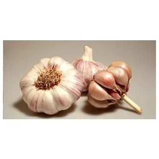 Compra AJO VIOLETA DE SIEMBRA GARPEK 60/+ (20 Kgr.). en la tienda online Fito Agrícola