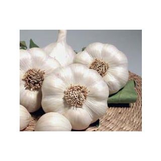 Compra AJO BLANCO DE SIEMBRA GARCUA 55/60 (1 Kgr.). en la tienda online Fito Agrícola
