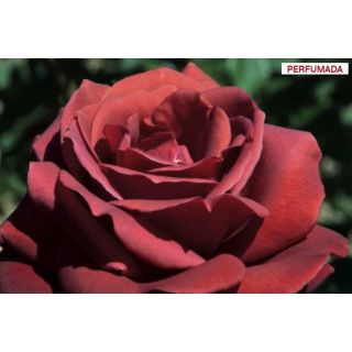 Compra ROSAL TERRACOTTA ® - Simchoca en la tienda online Fito Agrícola