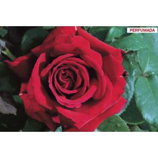 Compra ROSAL BOTERO ® - Meiafone en la tienda online Fito Agrícola