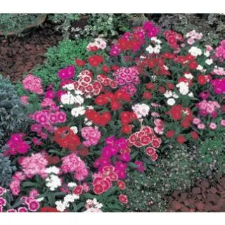 Compra DIANTHUS TELSTAR MIX (240 Plantas). en la tienda online Fito Agrícola