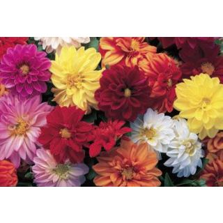 Compra DAHLIA FIGARO MIX (240 Plantas). en la tienda online Fito Agrícola