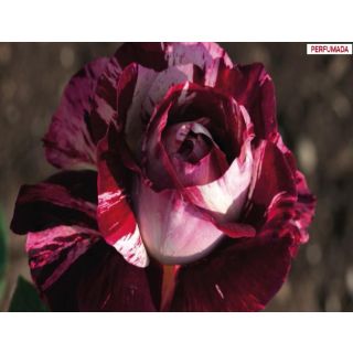 Compra ROSAL JULIO IGLESIAS ® - Meistemon en la tienda online Fito Agrícola