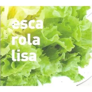 Compra ESCAROLA LISA MS12 en la tienda online Fito Agrícola