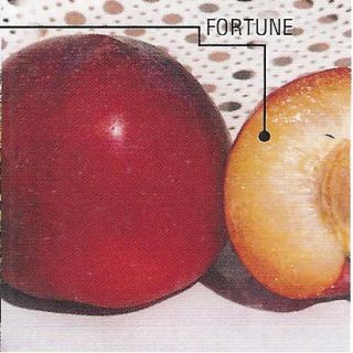 Compra CIRUELO FORTUNE en la tienda online Fito Agrícola