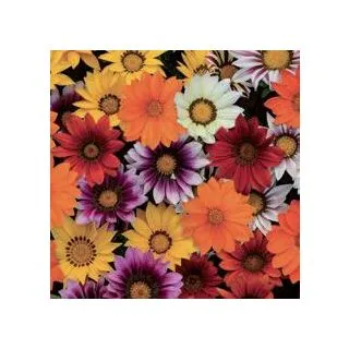 Compra GAZANIA NEW DAY MIX (240 Plantas). en la tienda online Fito Agrícola