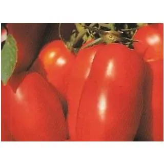 Compra TOMATE PERA ENCAÑAR ECOLOGICO MSE6 en la tienda online Fito Agrícola
