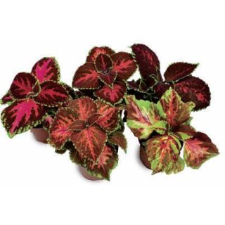 Compra COLEOS MOSAICO MIX (240 Plantas). en la tienda online Fito Agrícola