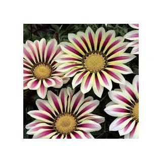 Compra GAZANIA BIG KISS MIX (240 Plantas). en la tienda online Fito Agrícola