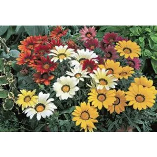 Compra GAZANIA FROSTY KISS MIX (240 Plantas). en la tienda online Fito Agrícola