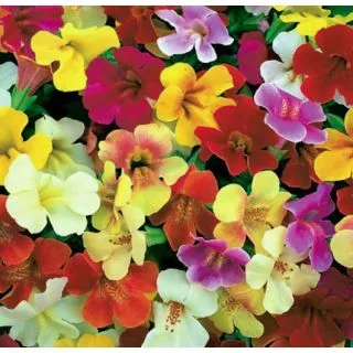 Compra MIMULUS MYSTIC MIX (240 Plantas) en la tienda online Fito Agrícola