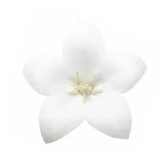 Compra PLATYCODOM ASTRA WHITE (240 Plantas). en la tienda online Fito Agrícola