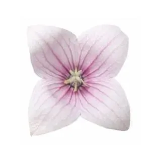 Compra PLATYCODOM ASTRA PINK (240 Plantas). en la tienda online Fito Agrícola