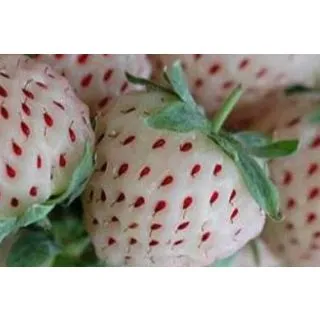 Compra FRESA BLANCA M11 en la tienda online Fito Agrícola