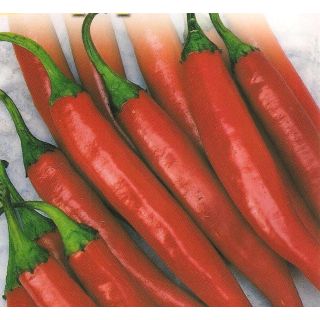 Compra PIMIENTO PICANTE CHILE M11 en la tienda online Fito Agrícola