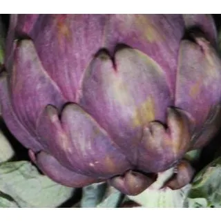 Compra ALCACHOFA MORADA ECOLÓGICA MSE4 en la tienda online Fito Agrícola