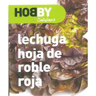 Compra LECHUGA HOJA DE ROBLE ROJA MS12 en la tienda online Fito Agrícola