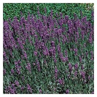 Compra LAVANDA HIDCOTE BLUE (144 Plantas). en la tienda online Fito Agrícola