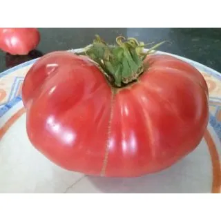 Compra TOMATE DE ALCOLEA MS6 en la tienda online Fito Agrícola