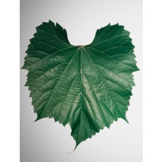 Compra PATRON 161-49 DE COUDERC en la tienda online Fito Agrícola