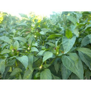 Compra PIMIENTO PADRON DULCE CELTA F-1 M11 en la tienda online Fito Agrícola