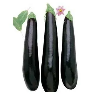 Compra BERENJENA NEGRA LARGA MS6 en la tienda online Fito Agrícola