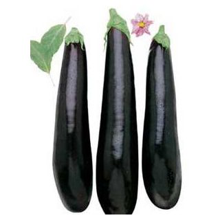 Compra BERENJENA NEGRA LARGA M11 en la tienda online Fito Agrícola