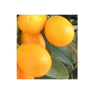 Compra KUMQUAT - 17 en la tienda online Fito Agrícola