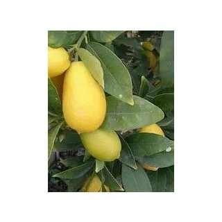 Compra LIMEQUAT - 17 en la tienda online Fito Agrícola