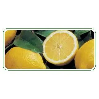 Compra LIMONERO FINO 49 - 17 en la tienda online Fito Agrícola