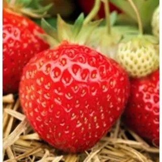 Compra FRESA MARA DES BOIS (500 Estolones) en la tienda online Fito Agrícola