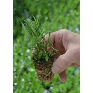 Compra ROMERO OFFICINALIS (126 Plantas). en la tienda online Fito Agrícola