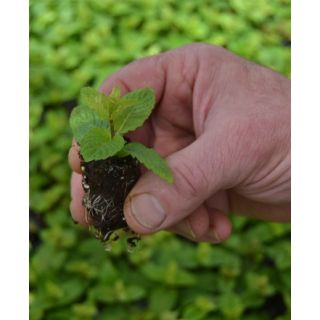 Compra HIERBABUENA (84 Plantas). en la tienda online Fito Agrícola