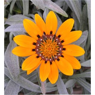 Compra GAZANIA SPLENDENS NARANJA (126 Plantas). en la tienda online Fito Agrícola