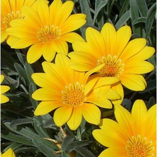 Compra GAZANIA SPLENDENS AMARILLA (126 Plantas). en la tienda online Fito Agrícola