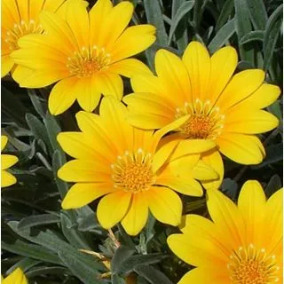 Compra GAZANIA SPLENDENS AMARILLA (126 Plantas). en la tienda online Fito Agrícola